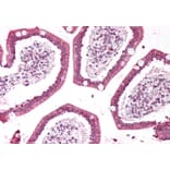 Immunohistochemistry - Anti-PLA2G2A Antibody (A83622) - Antibodies.com