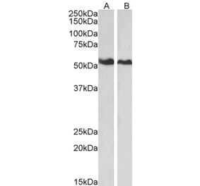 Western Blot - Anti-ANXA11 Antibody (A83623) - Antibodies.com