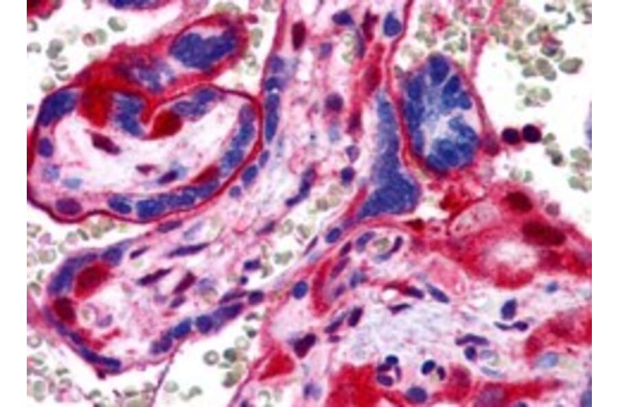 Immunohistochemistry - Anti-Annexin-11/ANXA11 Antibody (A83623) - Antibodies.com