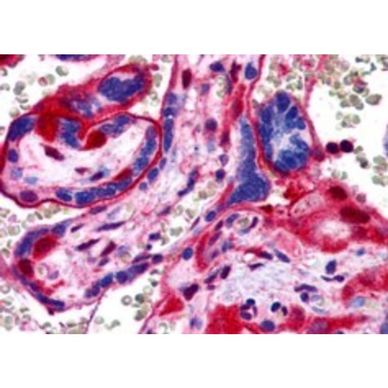 Immunohistochemistry - Anti-Annexin-11/ANXA11 Antibody (A83623) - Antibodies.com