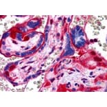 Immunohistochemistry - Anti-Annexin-11/ANXA11 Antibody (A83623) - Antibodies.com