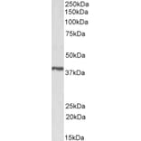 Western Blot - Anti-PTGR2 Antibody (A83624) - Antibodies.com