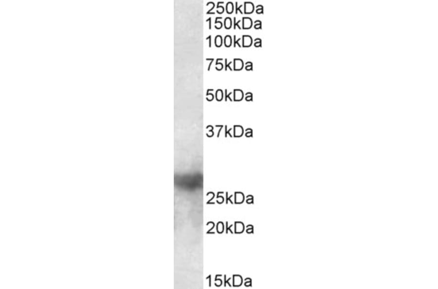 Western Blot - Anti-Galectin 3 Antibody (A83625) - Antibodies.com