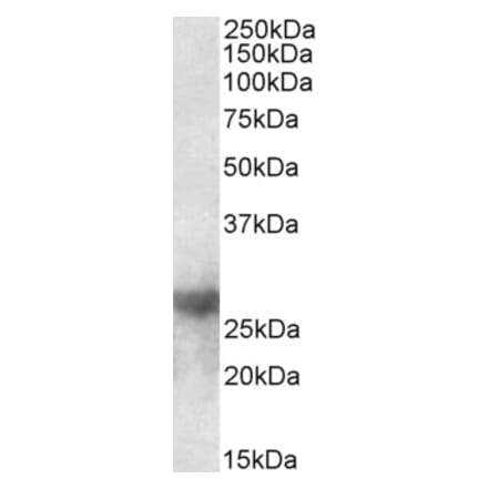 Western Blot - Anti-Galectin 3 Antibody (A83625) - Antibodies.com