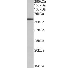 Western Blot - Anti-ALDH3A1 Antibody (A83627) - Antibodies.com