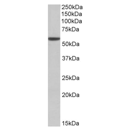 Western Blot - Anti-ALDH3A1 Antibody (A83627) - Antibodies.com