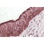 Immunohistochemistry - Anti-ALDH3A1 Antibody (A83627) - Antibodies.com