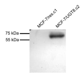 Western Blot - Anti-CGT Antibody (A83629) - Antibodies.com