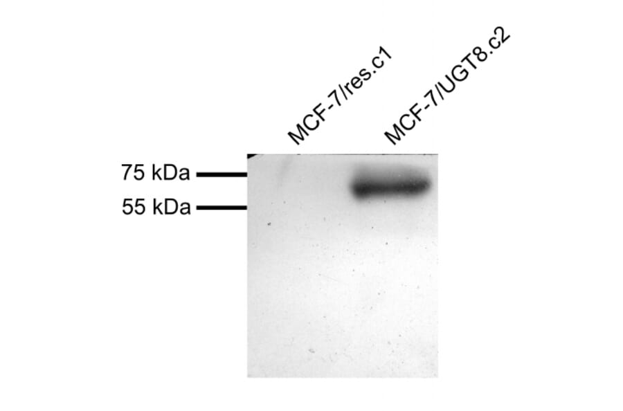 Western Blot - Anti-CGT Antibody (A83629) - Antibodies.com