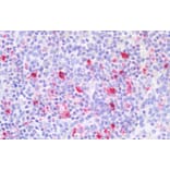 Immunohistochemistry - Anti-CD18 Antibody (A83631) - Antibodies.com