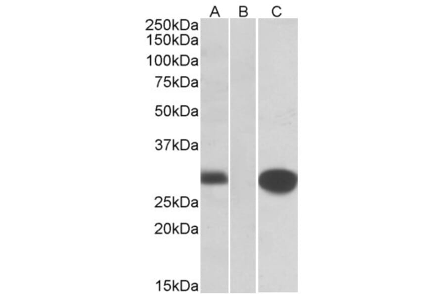 Western Blot - Anti-MID1IP1 Antibody (A83636) - Antibodies.com