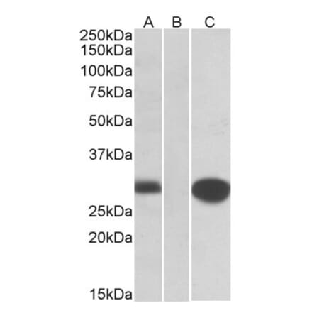 Western Blot - Anti-MID1IP1 Antibody (A83636) - Antibodies.com