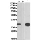 Western Blot - Anti-MID1IP1 Antibody (A83636) - Antibodies.com