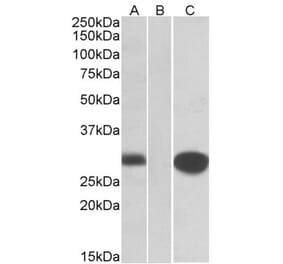 Western Blot - Anti-MID1IP1 Antibody (A83636) - Antibodies.com