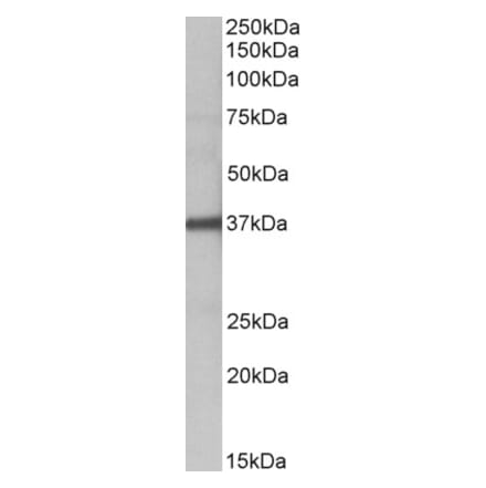 Western Blot - Anti-FUT2 Antibody (A83638) - Antibodies.com