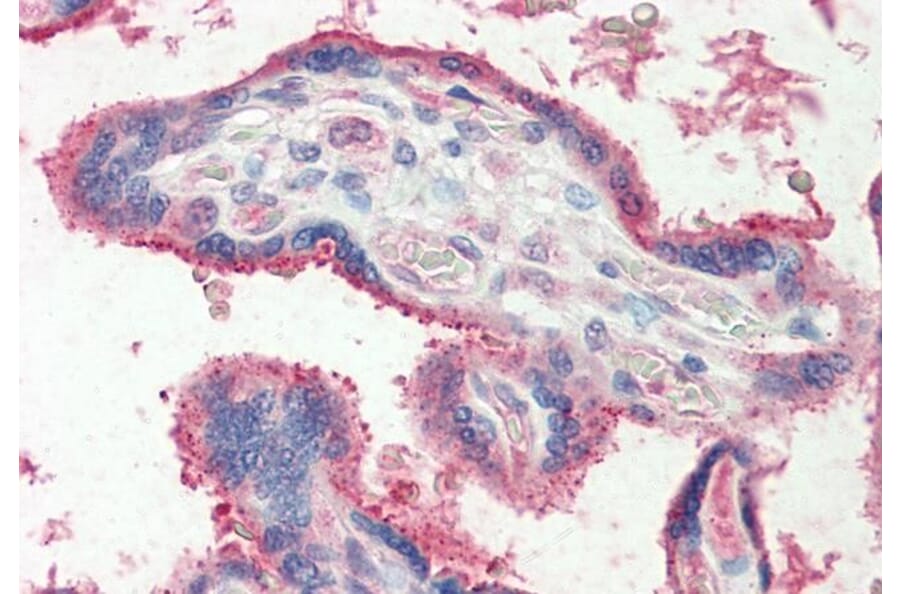 Immunohistochemistry - Anti-FUT2 Antibody (A83638) - Antibodies.com