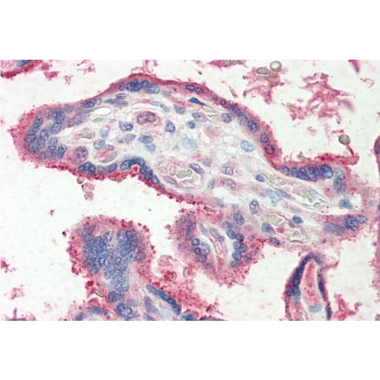 Immunohistochemistry - Anti-FUT2 Antibody (A83638) - Antibodies.com