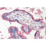 Immunohistochemistry - Anti-FUT2 Antibody (A83638) - Antibodies.com