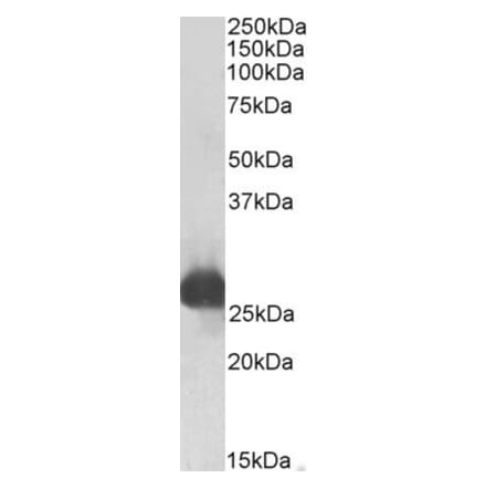 Western Blot - Anti-GSTA3 Antibody (A83641) - Antibodies.com