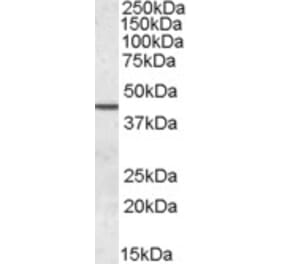 Western Blot - Anti-Septin 2 Antibody (A83644) - Antibodies.com