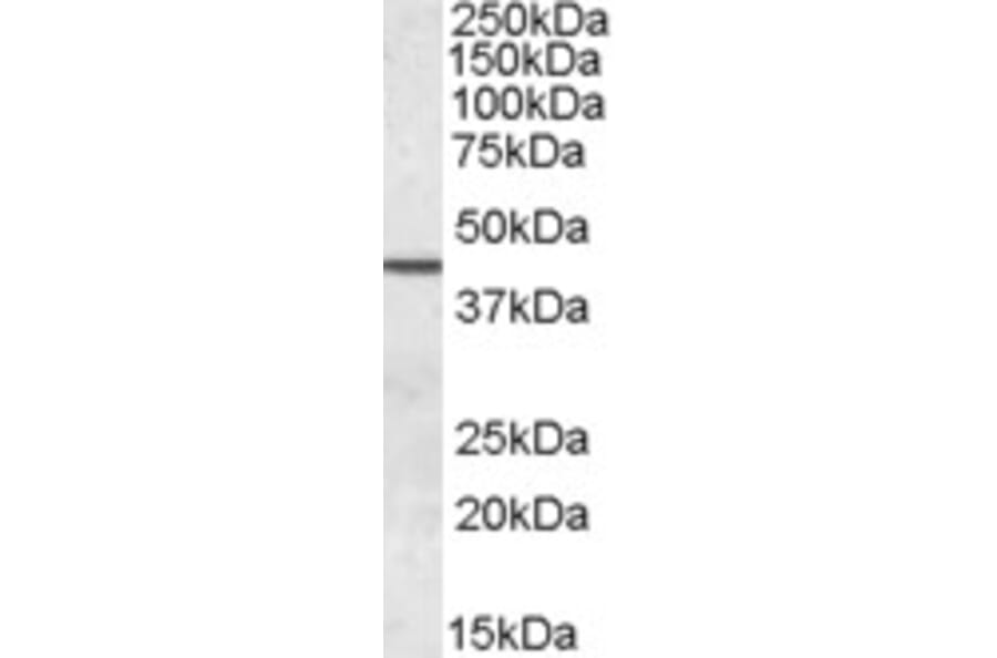 Western Blot - Anti-Septin 2 Antibody (A83644) - Antibodies.com
