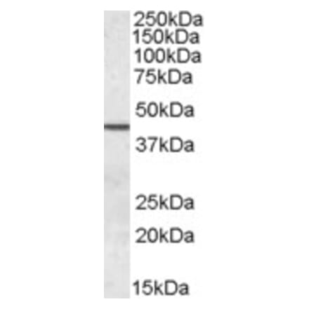 Western Blot - Anti-Septin 2 Antibody (A83644) - Antibodies.com