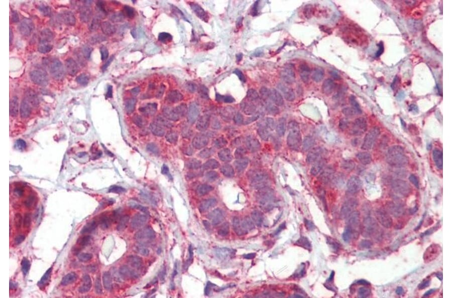 Immunohistochemistry - Anti-Septin 2 Antibody (A83644) - Antibodies.com