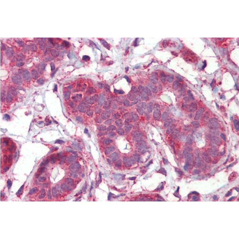 Immunohistochemistry - Anti-Septin 2 Antibody (A83644) - Antibodies.com