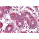 Immunohistochemistry - Anti-Septin 2 Antibody (A83644) - Antibodies.com