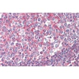 Immunohistochemistry - Anti-Septin 2 Antibody (A83644) - Antibodies.com