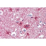 Immunohistochemistry - Anti-Septin 2 Antibody (A83644) - Antibodies.com