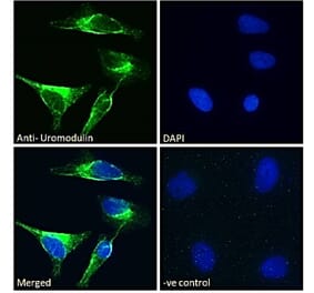 Immunofluorescence - Anti-UMOD Antibody (A83646) - Antibodies.com