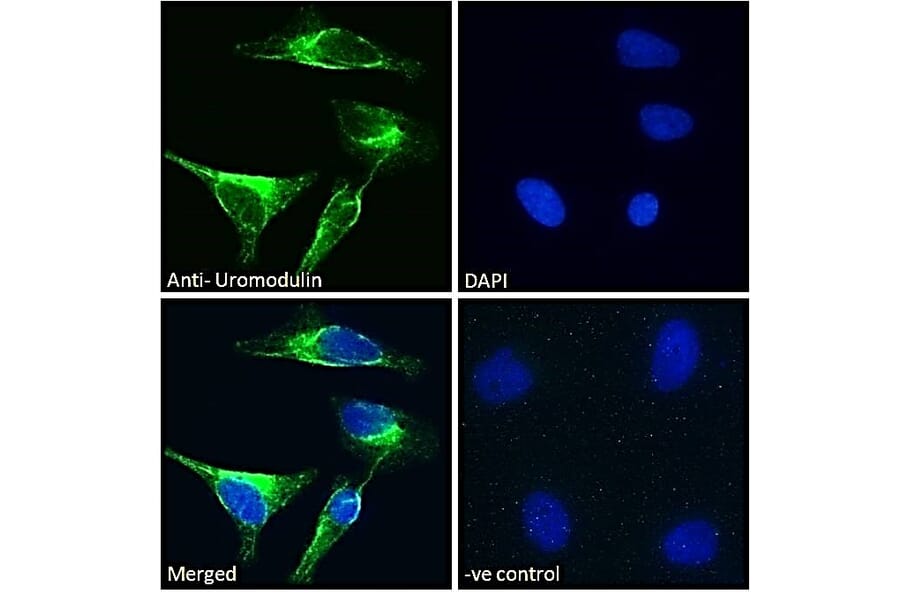 Immunofluorescence - Anti-UMOD Antibody (A83646) - Antibodies.com