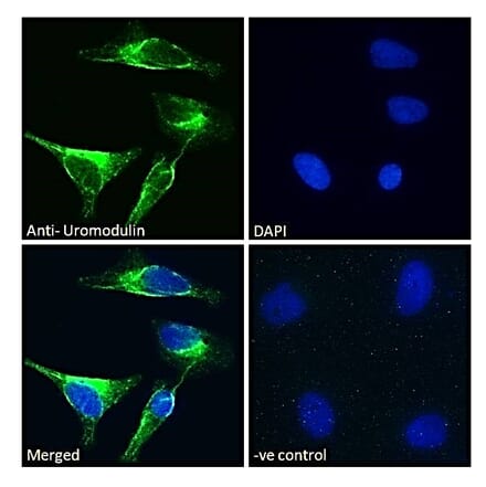 Immunofluorescence - Anti-UMOD Antibody (A83646) - Antibodies.com