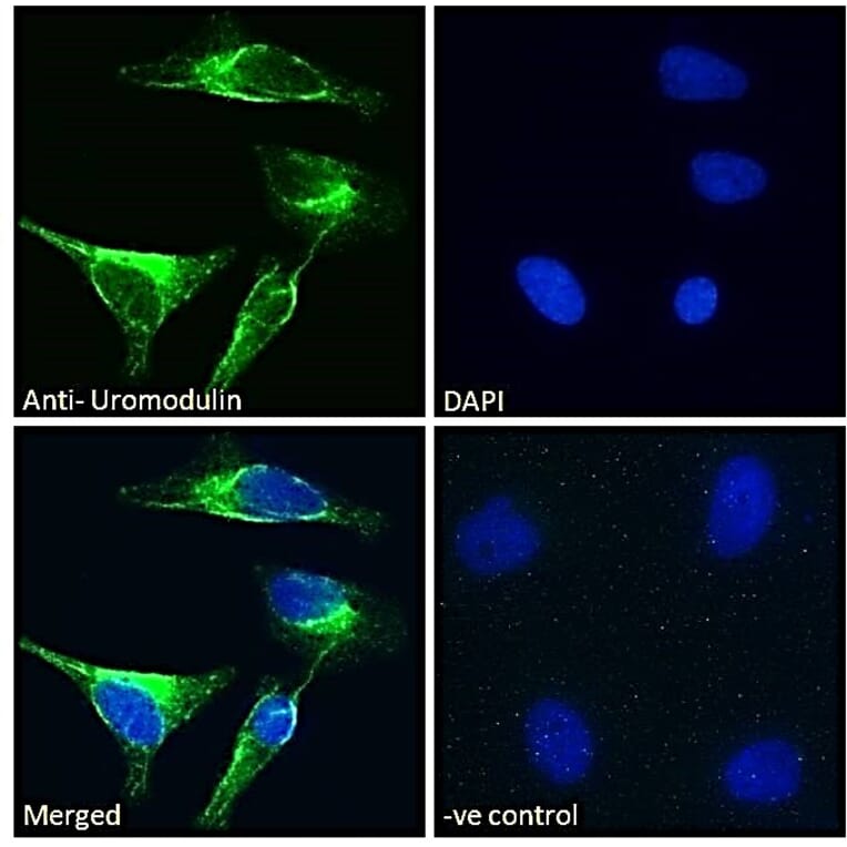 Immunofluorescence - Anti-UMOD Antibody (A83646) - Antibodies.com