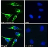 Immunofluorescence - Anti-UMOD Antibody (A83646) - Antibodies.com