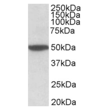 Western Blot - Anti-CHRM2 Antibody (A83648) - Antibodies.com