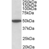 Western Blot - Anti-CHRM2 Antibody (A83648) - Antibodies.com
