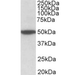 Western Blot - Anti-CHRM2 Antibody (A83648) - Antibodies.com