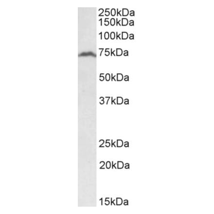 Western Blot - Anti-RFX5 Antibody (A83651) - Antibodies.com