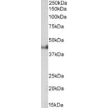 Western Blot - Anti-Cytokeratin 18 Antibody (A83652) - Antibodies.com