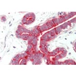 Immunohistochemistry - Anti-Cytokeratin 18 Antibody (A83652) - Antibodies.com