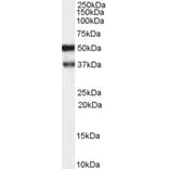 Western Blot - Anti-PACSIN1 Antibody (A83653) - Antibodies.com