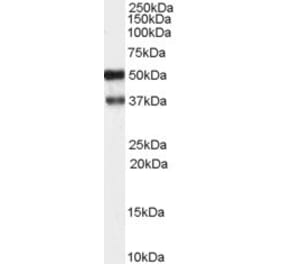 Western Blot - Anti-PACSIN1 Antibody (A83653) - Antibodies.com