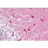 Immunohistochemistry - Anti-PACSIN1 Antibody (A83653) - Antibodies.com