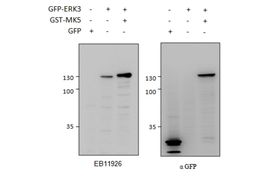 Western Blot - Anti-MAPK6/ERK3 Antibody (A83654) - Antibodies.com