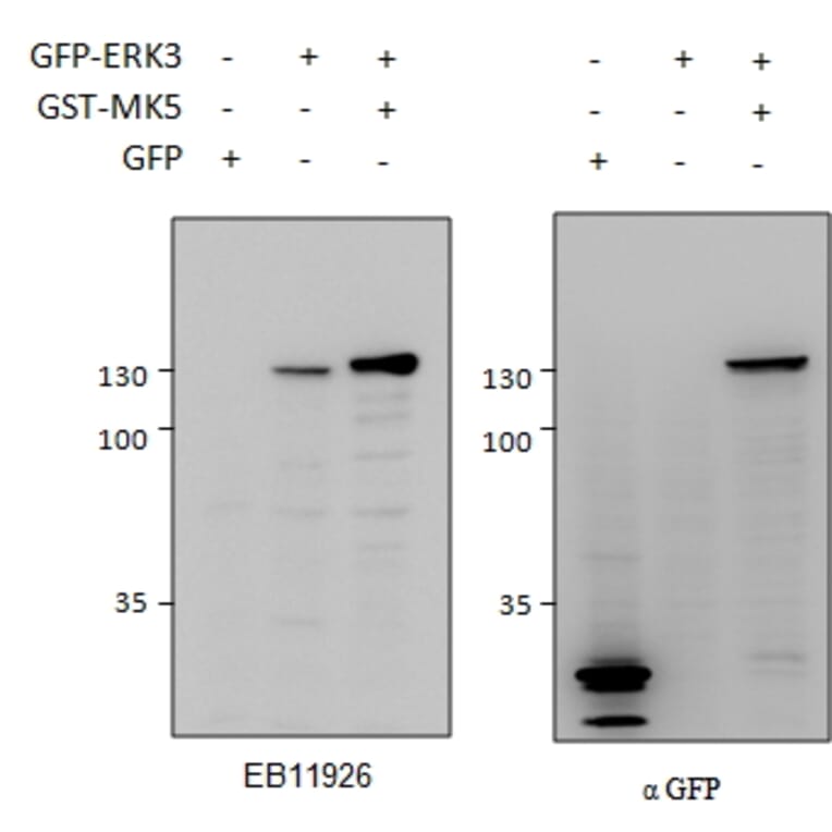 Western Blot - Anti-MAPK6/ERK3 Antibody (A83654) - Antibodies.com