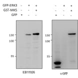 Western Blot - Anti-MAPK6/ERK3 Antibody (A83654) - Antibodies.com