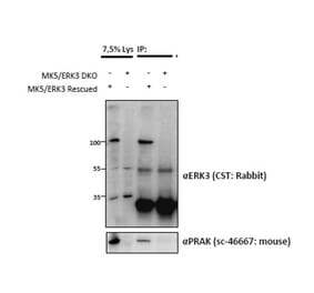 Western Blot - Anti-Mapk6 Antibody (A83654) - Antibodies.com