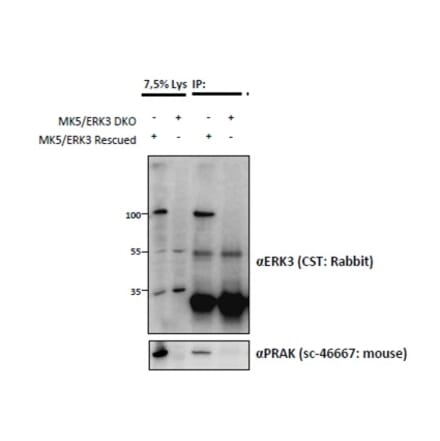 Western Blot - Anti-Mapk6 Antibody (A83654) - Antibodies.com